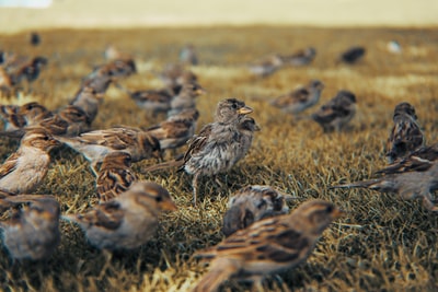 白天在棕色草地上的鸟群